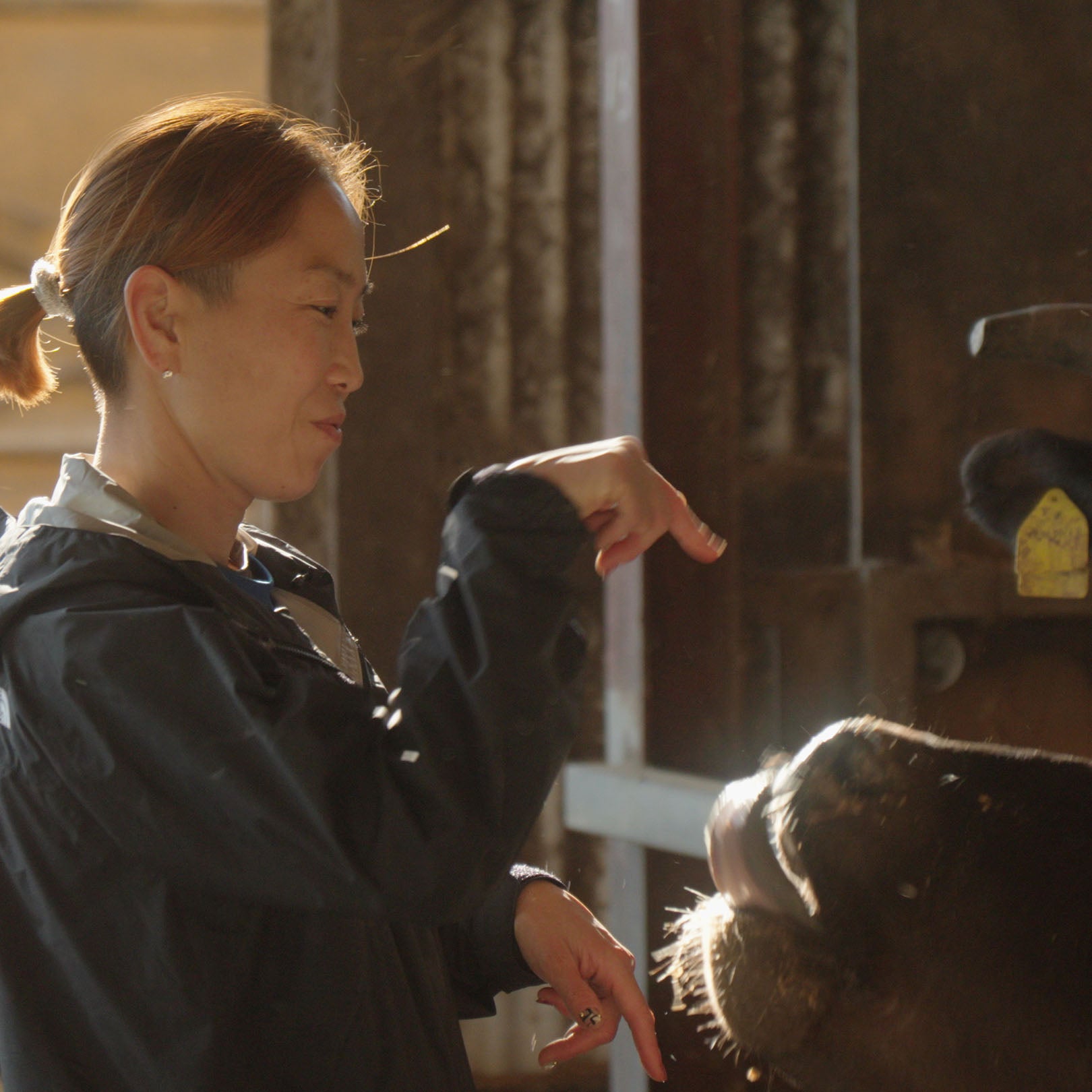 A woman interacts with a black cow in a barn, pointing her finger while the cow reaches its head out toward her.